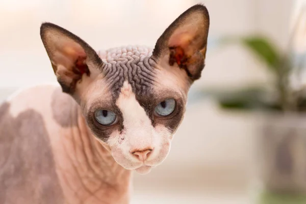 Canadiense sphynx sentado — Foto de Stock