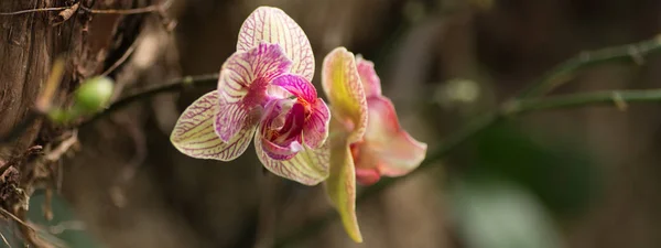 Schöne Orchideenblüten — Stockfoto