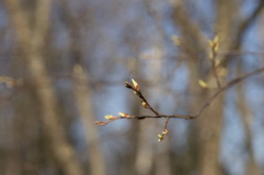 İlk Bahar yumuşak yaprakları