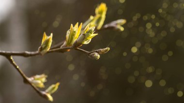 İlk Bahar yumuşak yaprakları