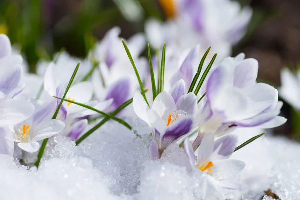 Flores de croco florescentes — Fotografia de Stock