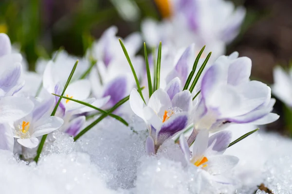 Blühende Krokusblüten — Stockfoto