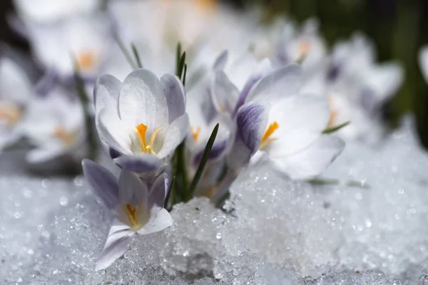 Blooming crocus flowers — Stock Photo, Image