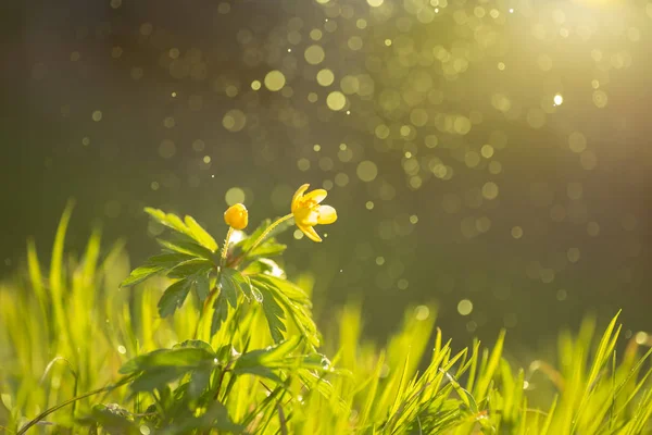 Buttercup flor selvagem com luz do sol e partículas de água voadora . — Fotografia de Stock