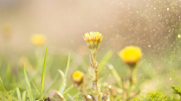 Coltsfoot amarelo flores da primavera — Fotografia de Stock