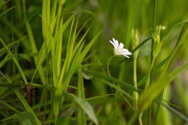 Tek beyaz kır çiçeği