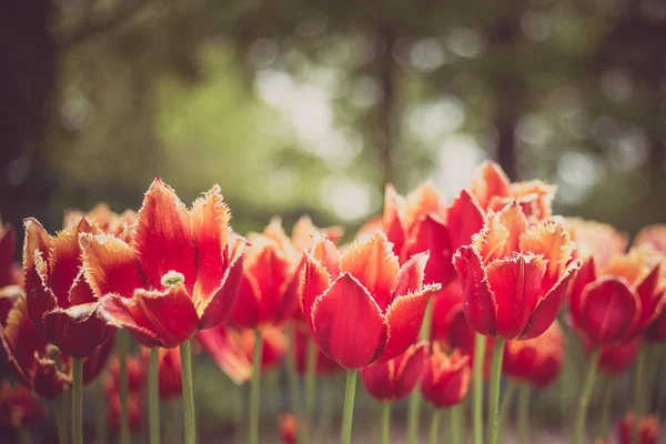 Tulipas vermelhas crescendo no canteiro de flores . — Fotografia de Stock