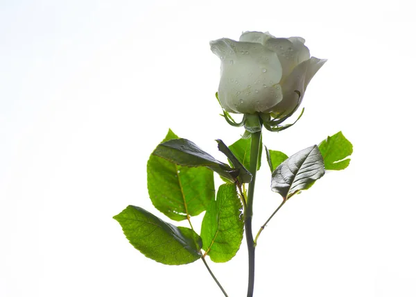 White rose background Royalty Free Stock Photos