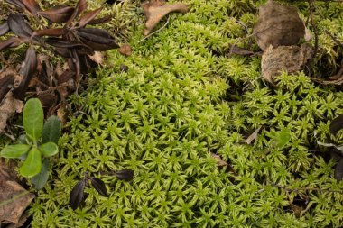 Yeşil yosun makrosu. Ayrıntıları kapat.
