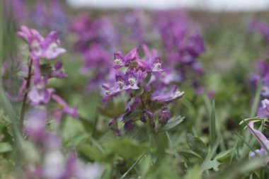 Lila kır çiçekleri.