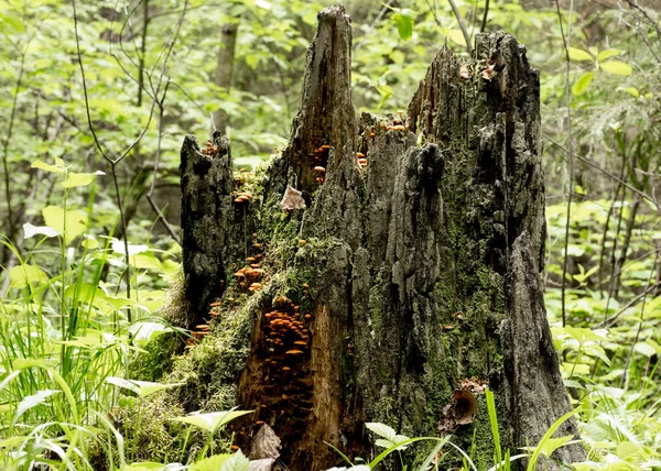 Staré shnilé dřevěnou protézu s mechem a houby v lese. — Stock fotografie