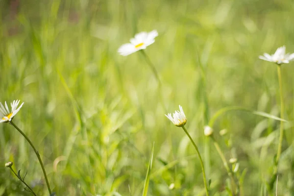 Foto de close-up de uma flor de camomila . — Fotografia de Stock