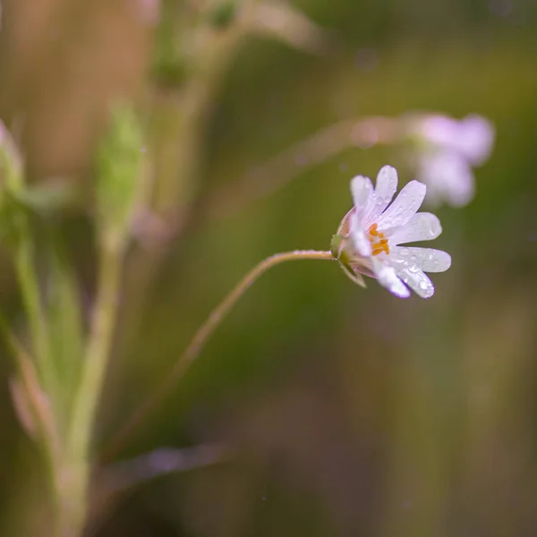 Single white wildflower — Stock Photo, Image