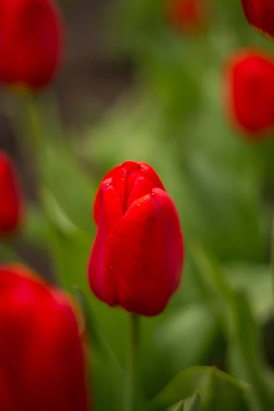 Vermelho bonito jardim tulipas com luz solar . — Fotografia de Stock