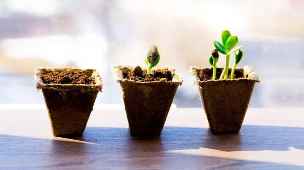 Tamanhos de plantas — Fotografia de Stock