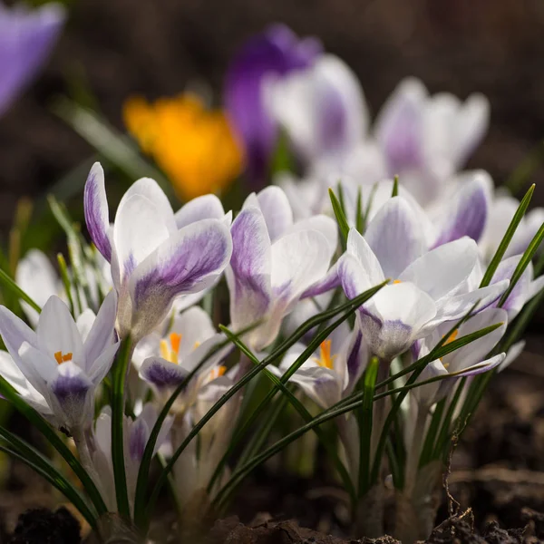 Flores da primavera Crocus — Fotografia de Stock