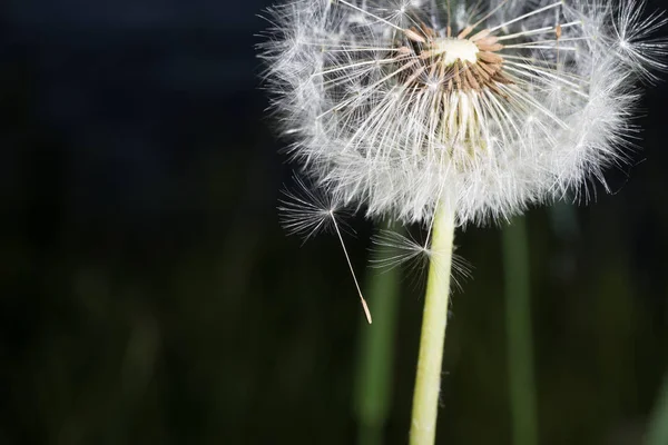 Dandelion tranquilo abstrato closeup arte fundo . — Fotografia de Stock