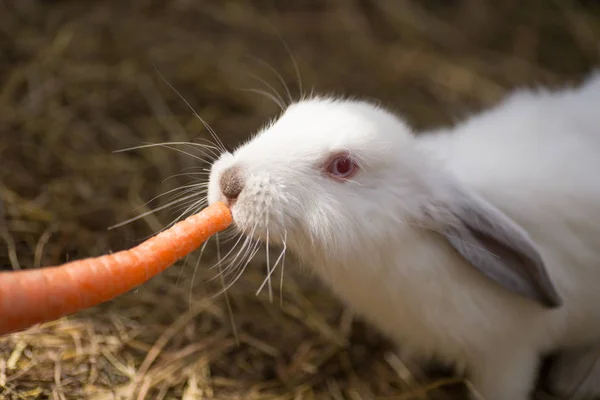 Funny little white rabbit with red eyes is eating a carrot. — Stock Photo, Image