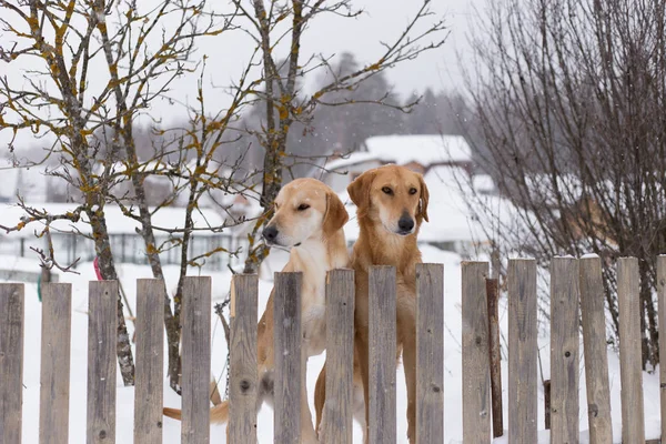 two hunting dogs standing at the fence