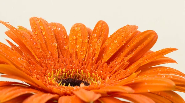 Makro içinde güzel parlak turuncu gerber