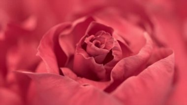 Pembe Gül, pembe Gül çiçek açmanın bir yakın çekim