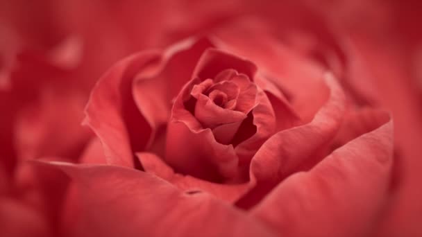 Primer plano de la rosa roja de apertura, rosas rojas florecientes — Vídeos de Stock