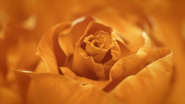 Primer plano de la rosa naranja de apertura, rosas naranjas florecientes — Vídeos de Stock