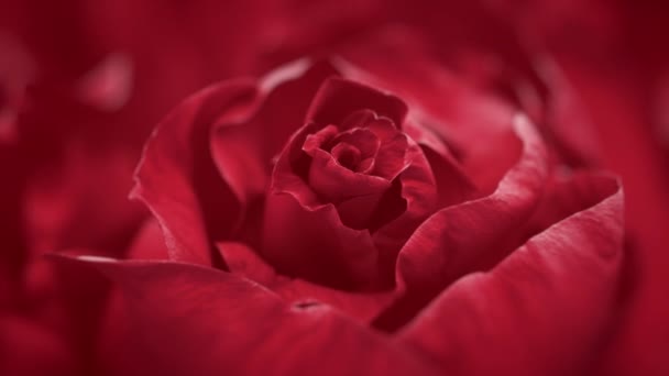 Nahaufnahme der Öffnung dunkelrote Rose, blühende dunkelrote Rosen — Stockvideo