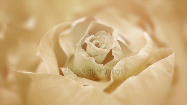 Gros Plan De Louverture De La Rose Blanche Fleurs Roses Blanches