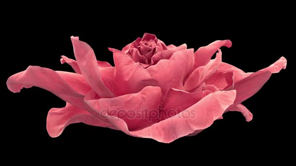 Opening van roze roos, bloeiende roze rozen met alpha matte — Stockvideo