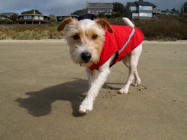 Jack Russell Terrier sahilde