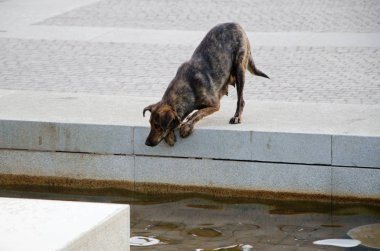 Bir köpek bir çeşmeden su içer