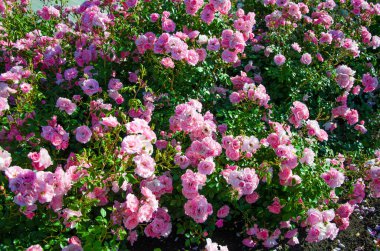 Pembe güllerin büyük çalısı
