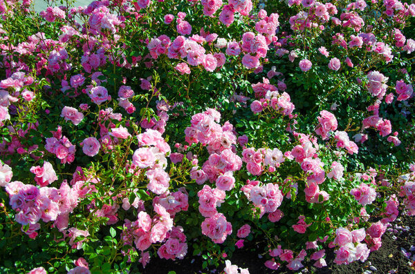 Big bush of pink roses