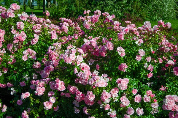 Grote Bush van roze rozen Stockfoto