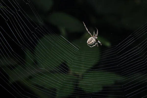 A spider at night weaves a cobweb — Stock Photo, Image