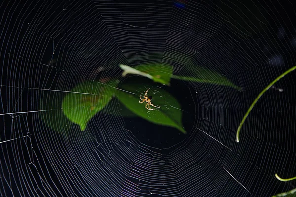 Araignée la nuit au milieu de la toile attendant sa proie — Photo