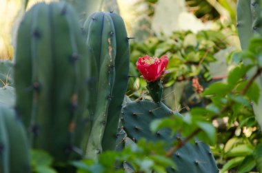 Çiçekli kaktüs. Nadir bir olay. Kaktüs çiçeği.