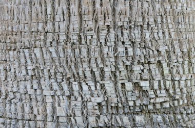 Arka plan doku bir palmiye ağacı kabuğu