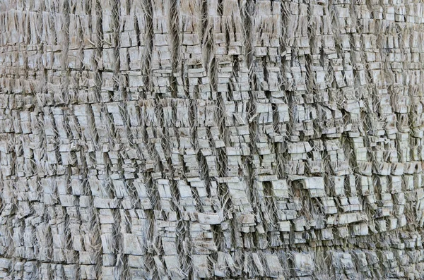 Arka plan doku bir palmiye ağacı kabuğu