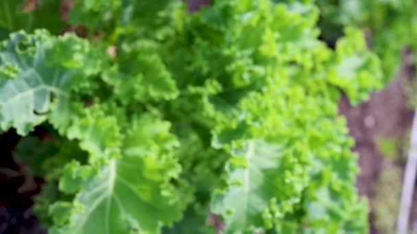 Frischer Grünkohl Gemüsegarten Nahaufnahme Zoom — Stockvideo