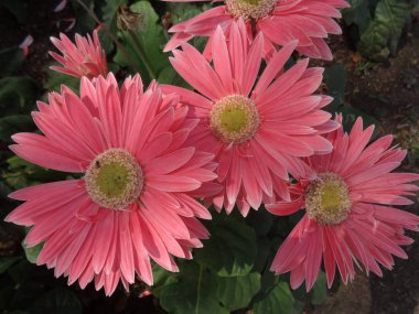 pembe Gerber Daisies Garden. çiçek fotoğrafı.
