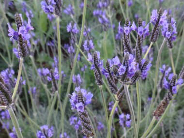 Lavanta Bahçesi. çiçek .