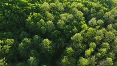 Gün batımında güzel çam ormanı. Hava dron görüntüleri
