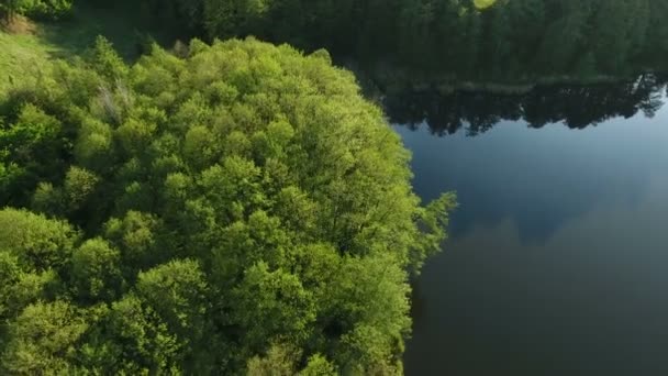 Drone felvétel-tó és az örökzöld erdő — Stock videók