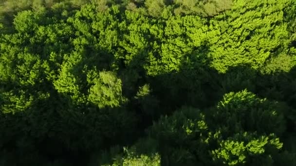Floresta maravilhosa de uma vista panorâmica. Filmagem aérea de drones — Vídeo de Stock