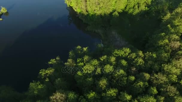 Drone Vidéo Aérienne. Forêt magnifique près du lac — Video