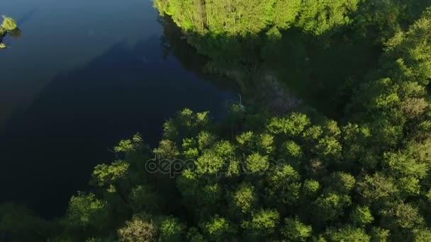 Letecká Drone záběry. Nádherný les poblíž jezera — Stock video