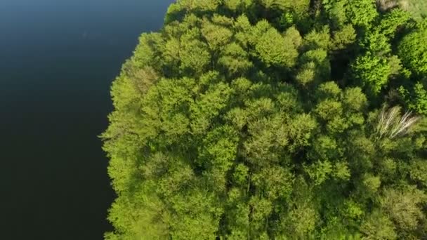 Bela floresta e um lago maravilhoso. Filmagem aérea de drones — Vídeo de Stock