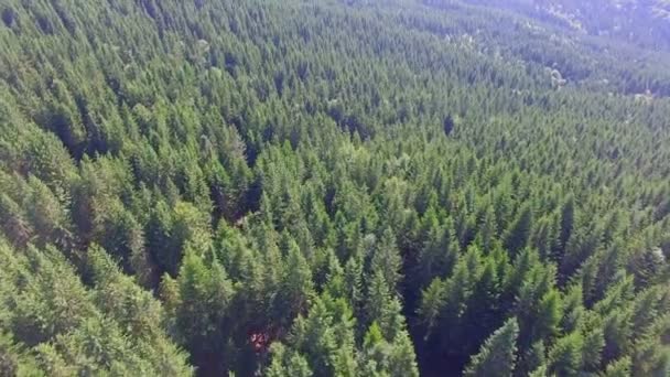 A green forest background in the Ukrainian Karpathians — Stock Video